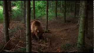 Bear vs. BEES - Nature&#39;s Secret Power