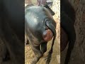 Vulva Swelling Dairyfarm Dairycow Buffalo Dairyfarming Howto Dairyanimals جانوروں