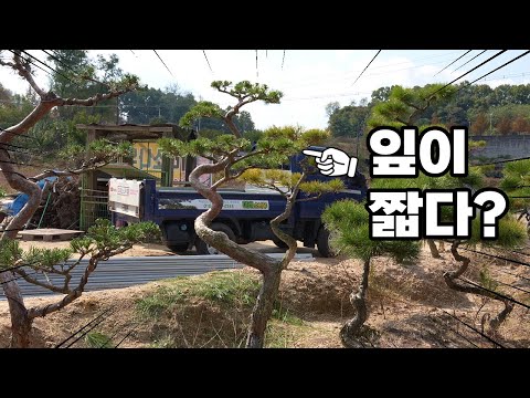 Why are pine needles short?