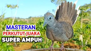 Download lagu Suara Burung Perkutut Lokal Gacor PIKAT RANTING Ahlinya Bikin Semua Langsung Nyaut mp3