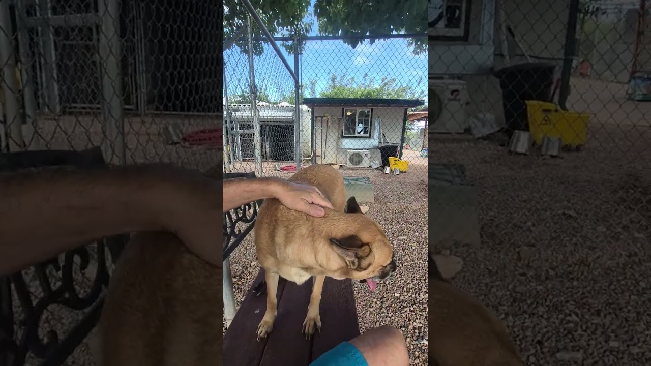 Enlarge Bella, a Adopted mixed breed in Tombstone, AZ video 6/6