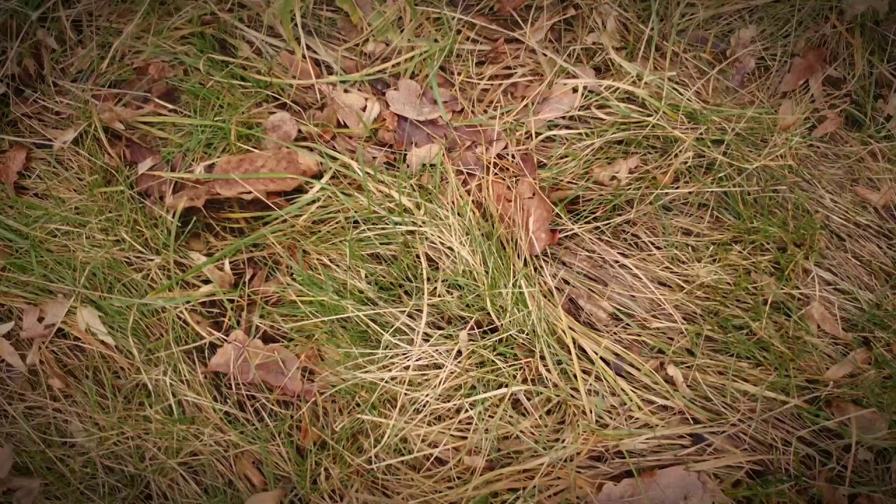 Youtube Video Preview
