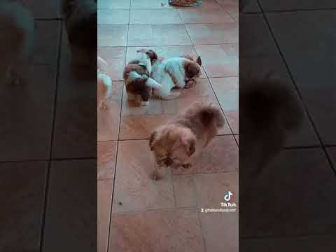 Vídeo