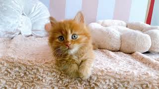 マンチカンの動画01