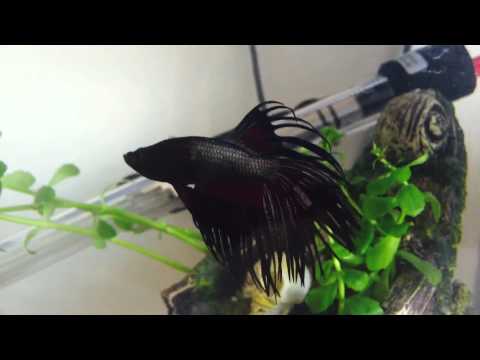 Crowntail Black Betta Fish  -TANK UPDATE -