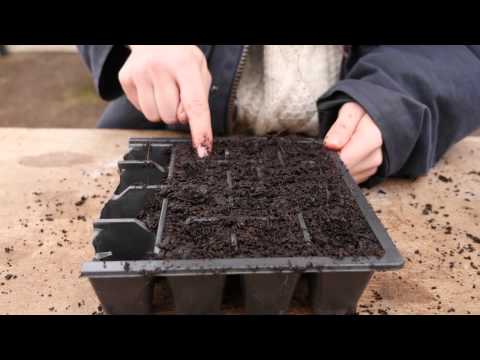 download lagu mp3 mp4 Giant Valentine Tomato, download lagu Giant Valentine Tomato gratis, unduh video klip Giant Valentine Tomato