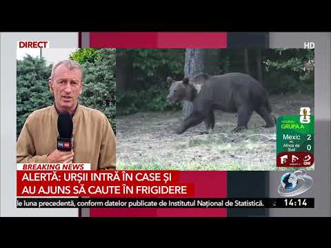 Urşii intră în case şi au ajuns să caute în frigider