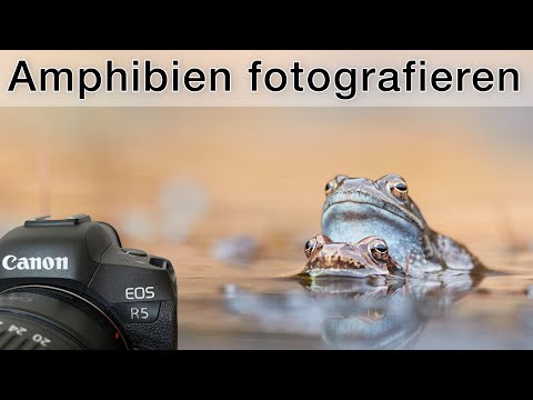 Amphibien beobachten und fotografieren - Tipps für Grasfrosch, Erdkröte und Bergmolch