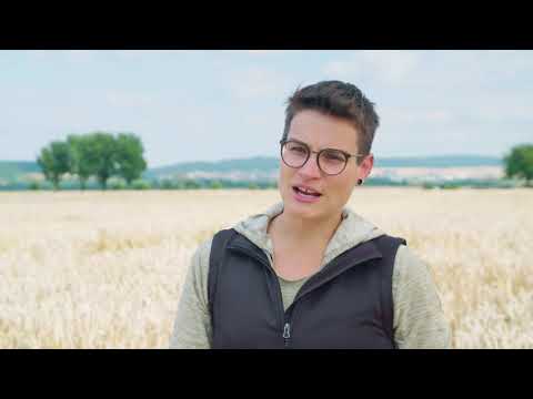 Winterweizenzüchtung mit Weitblick