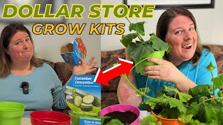 This Dollar Store Grow Kit Is Legit! Seed To Harvest Review #dollarstore #gardening #homesteading