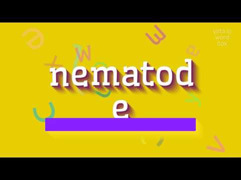 NEMATODE - HOW TO PRONOUNCE NEMATODE?