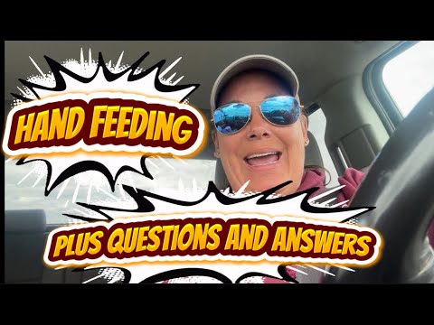 Hand Feeding Your Donkeys: All Your Questions Answered