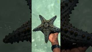 Download lagu Never Pick Up a Starfish… Here's Why! ⭐😢 mp3 Download lagu Never Pick Up a Starfish… Here's Why! ⭐😢 mp3