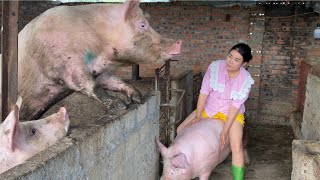 choose a pig /@ThoaRurallife  #41
