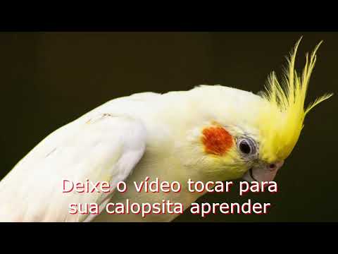 Calopsita Cantando FIU FIU - COCKATIEL WHISTLE - [ASSOBIO CALOPSITA]