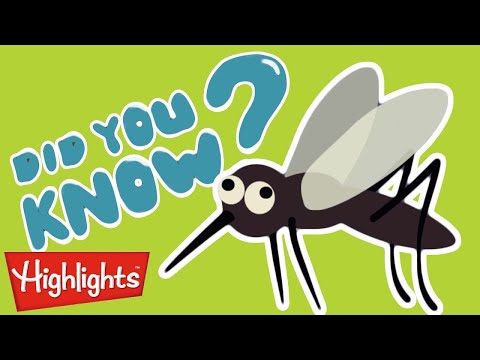 Did you know? #5 | 2020 | Laugh and Learn | Kids Videos | Highlights Kids - Kingdom Kids Zone, Little Learners - Highlights Kids