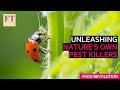 Fighting agricultural pests, the natural way | FT Food Revolution