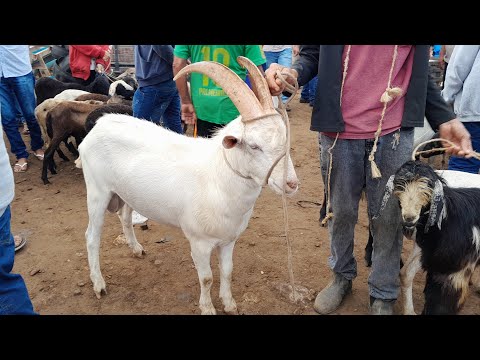 Feira de Animais da Vila do Jirimum Taquaritinga do Norte Pernambuco 06/09/2026.