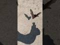 Daytime Flying Bat! -  #bats #wildlife #ontariocanada #nature #coolanimals