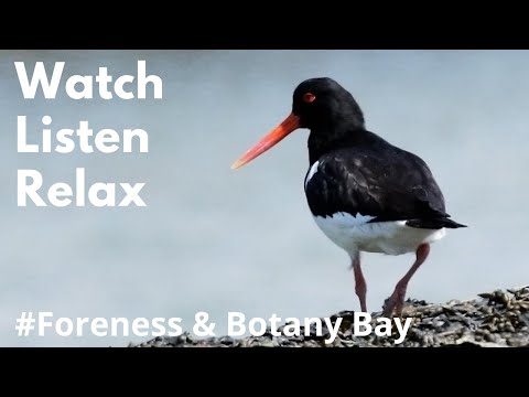 Mindful Moments, Birding Atmosphere: Foreness Point & Botany Bay