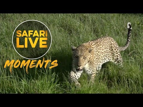 Rare Mara Leopard Walks Past Our Vehicle!