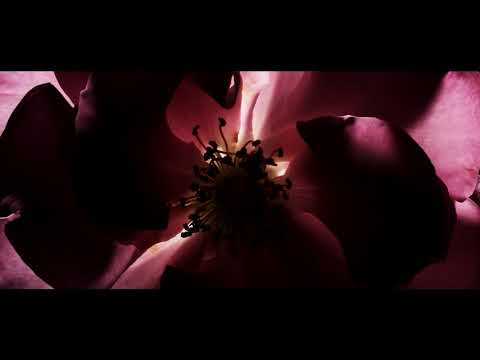 Tom Ford Rose Prick EDP 50 ml U video