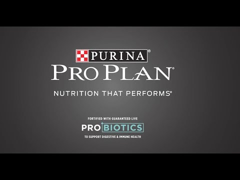 Benefits of Probiotics for Dogs and Cats by Purina Pro Plan