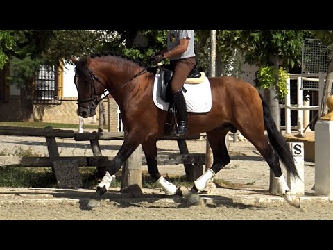 Spanish horse for Sale | Andalusian PRE stallion 2018 - 1,71 m | #MP485