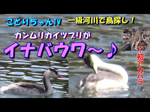 Tachybaptus rufolavatus の主な特徴を示す図
