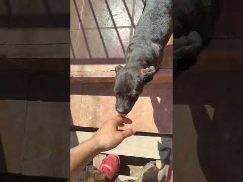 Billie, an adoptable Black Labrador Retriever Mix in Mexicali, BCN_image-1