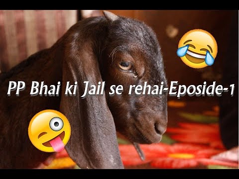 mehboob shaikh pp bhai