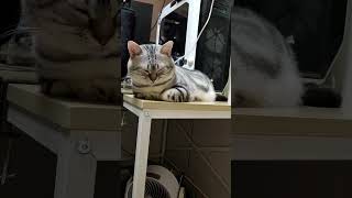 #猫# #猫のいる暮らし #あーちゃん