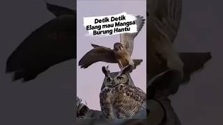 Download lagu 300km/jam Raja Langit, ELANG! Apapun Siap Di Mangsa nya! #elang #eagle #Burung #tercepat #shorts mp3