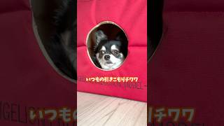 引きこもり犬、進化する。  #犬との暮らし #chihuahua #dog