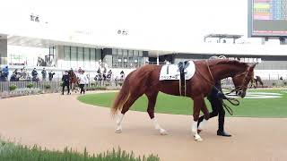 歩く馬たち