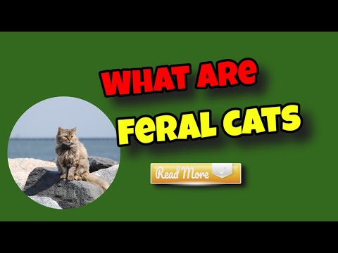 feral and stray cats, an important difference