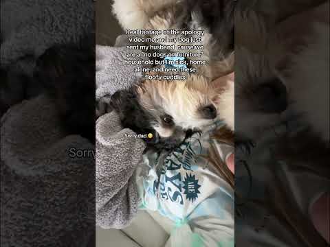 Cant tell whos enjoying this more tbh #dogsoftiktok #puppytiktok #bernedoodle