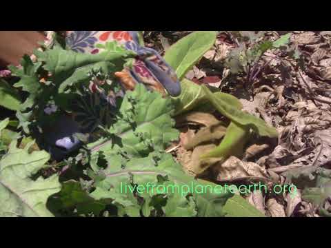 image-How do you fertilize kale plants?