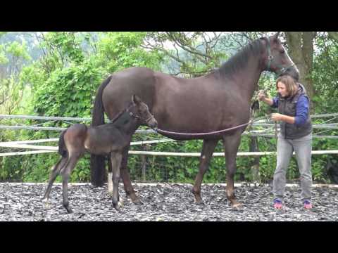 Lovely Dante Weltino A.S.(Dante Weltino x Damon hill).Foaltraining Halterleading