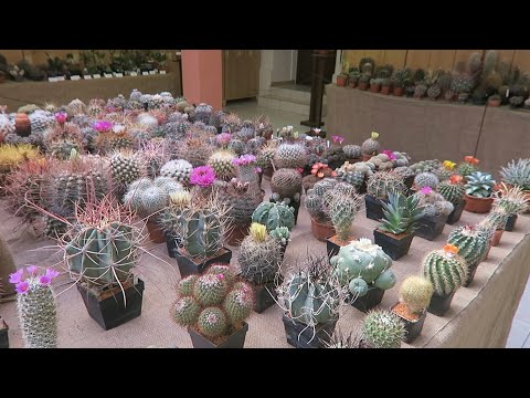 Výstava kaktusů Rakovník:  2. - 4. září 2022