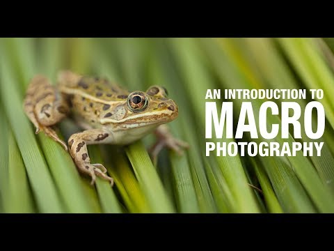 an introduction to macro photography by neil fisher