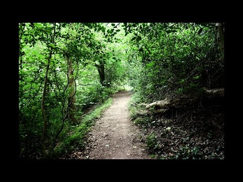 Clevedon Woods - Photo Slide Show