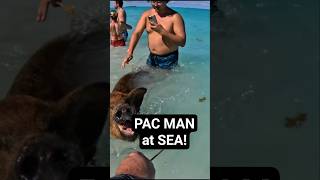 🐷 Pigs don't fly but did you know they Swim? #pigs #nassau #bahamas #cruiselife #travelcouple