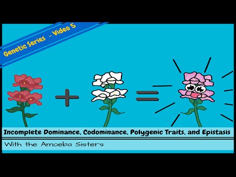 Incomplete Dominance, Codominance, Polygenic Traits, and Epistasis!
