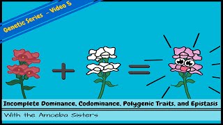 Incomplete Dominance, Codominance, Polygenic Traits, and Epistasis!