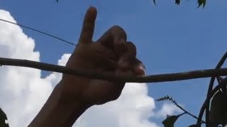 Download lagu turtle dove trap with sticky rice stick mp3