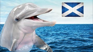 Can you see Dolphins in Scotland? 🐬
