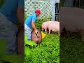 Pig Life In China China Wildpig