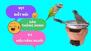 511🦜. Family life of the talking rose-breasted parrot