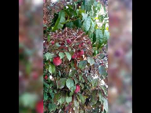 Fruits #PRUNES#PLUM##APPLES##BERRIES💋❤️